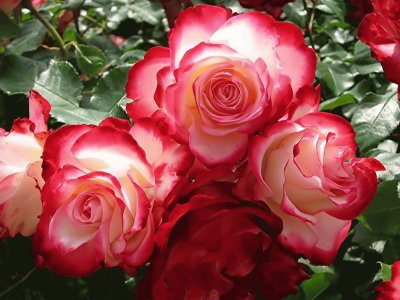 Rosas jigsaw puzzle