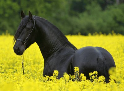 Cavalo Negro jigsaw puzzle