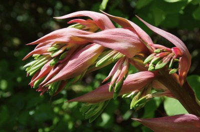 bechernia from the garden jigsaw puzzle