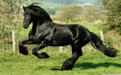 cavalo negro jigsaw puzzle