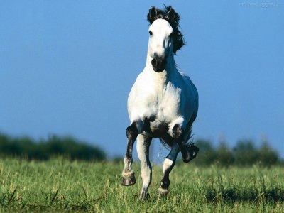 cavalo branco jigsaw puzzle