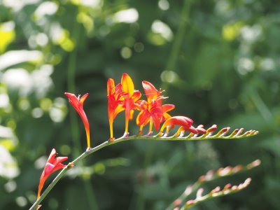 פאזל של jardins de mÃ©tis