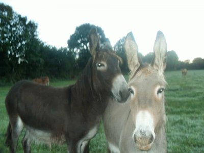 tendresse animale