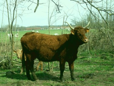 פאזל של vache et son veau