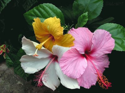 hibiscos