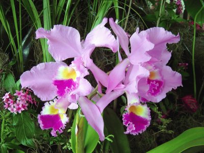 orquÃ­deas