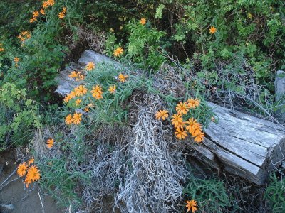 mutisias