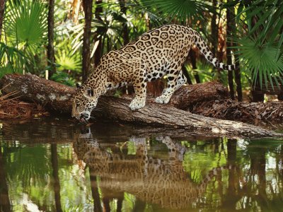 ONÃ‡A BEBE AGUA