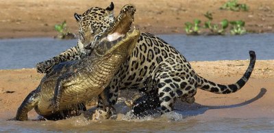 ONÃ‡A E JACARÃ‰