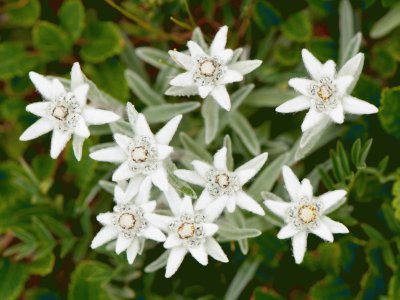 edelweiss