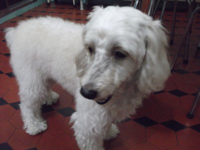 meu cachorro jigsaw puzzle