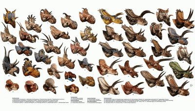 פאזל של Ceratopsians