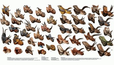 Ceratopsians