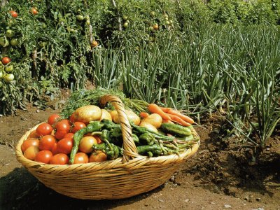 Hort verdures