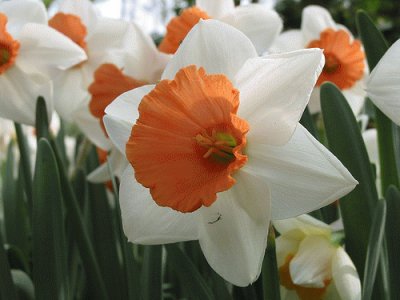 narciso jigsaw puzzle
