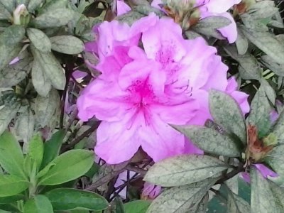 azalea jigsaw puzzle