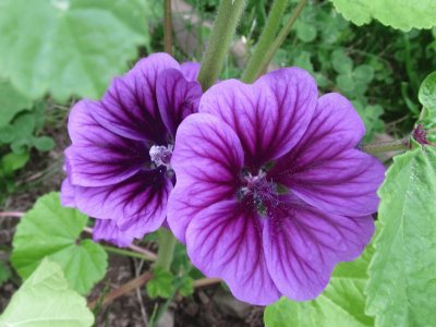 Perfectly purple flowers