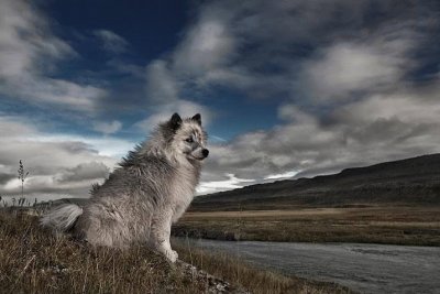 wolfhound jigsaw puzzle