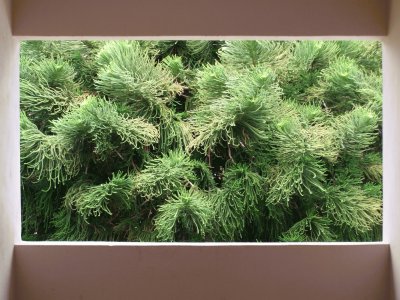 Pine Tree jigsaw puzzle