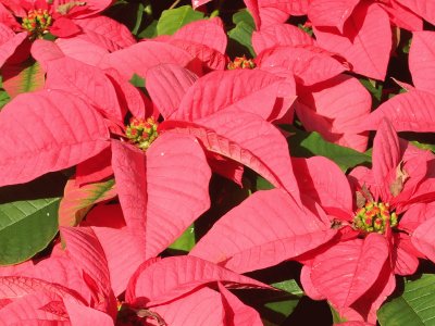 Pointsettia