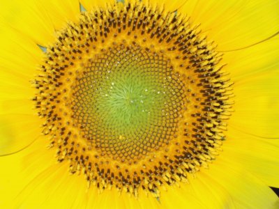 Sunflower jigsaw puzzle