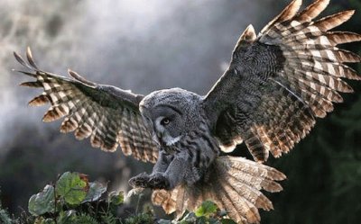 owl in flight