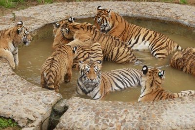 tigers in pond