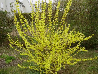 forsythia jigsaw puzzle