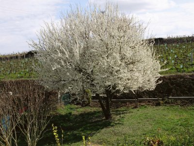 פאזל של Prunus du jardin