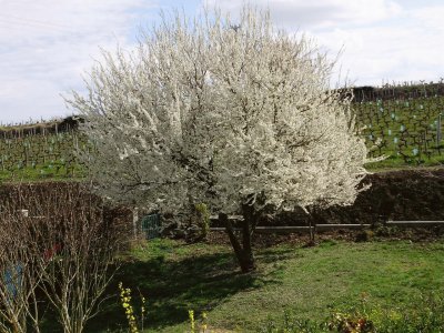 Prunus du jardin jigsaw puzzle