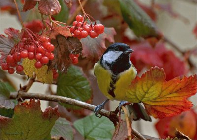 oiseau en automne