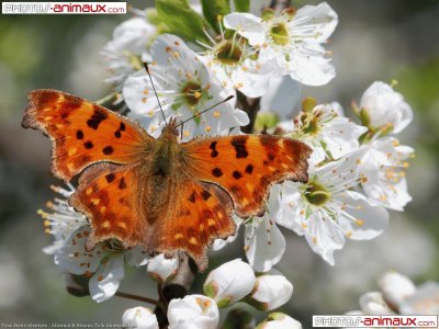 papillon-1 jigsaw puzzle