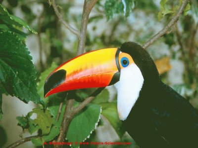 פאזל של toucan