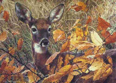 biche en automne