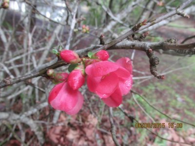 flores jigsaw puzzle