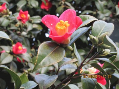 Camelia jigsaw puzzle