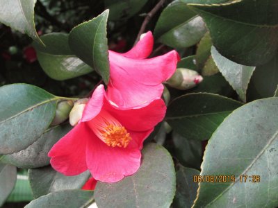 Camelia jigsaw puzzle