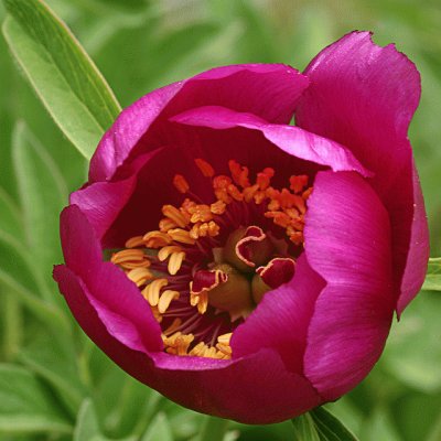 peonia jigsaw puzzle