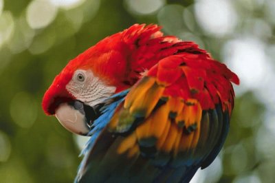 GUACAMAYA