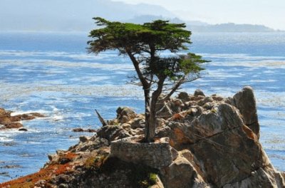 Lone_Cypress_Monterey _Bay