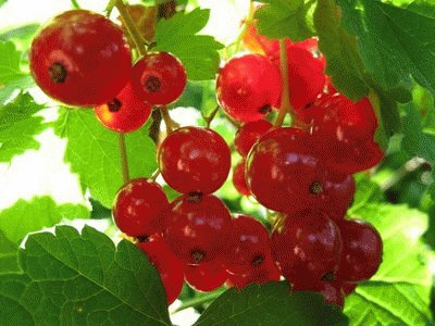 ribes jigsaw puzzle