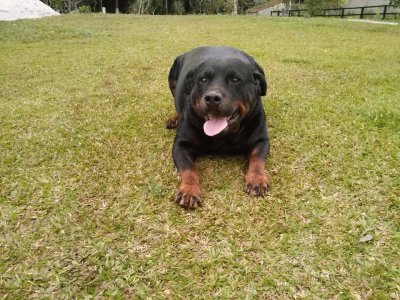 Neguinho