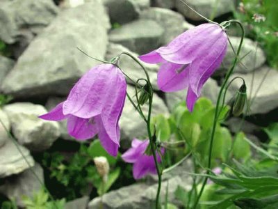 campanula jigsaw puzzle