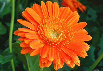 calendula jigsaw puzzle