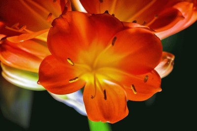 clivia