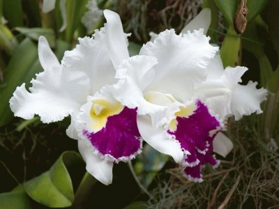 פאזל של orchidea