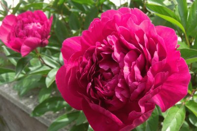 peonia jigsaw puzzle