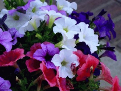 petunia jigsaw puzzle