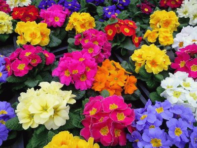 פאזל של primula