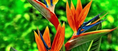 פאזל של strelitzia